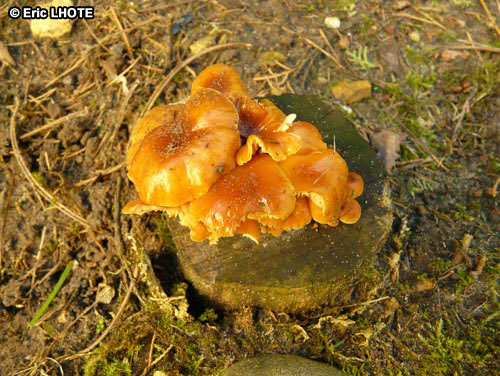mousses-lichens-28.jpg