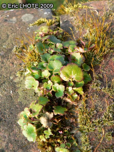 mousses-lichens-46.jpg