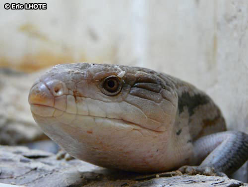 reptiles-amphibiens-39.jpg
