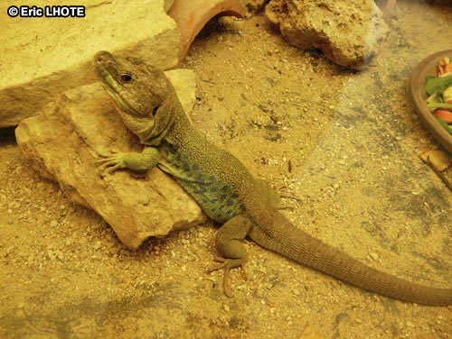 reptiles-amphibiens-50.jpg