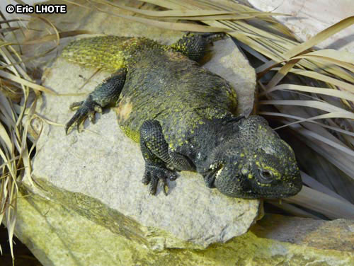 reptiles-amphibiens-58.jpg