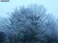 Arbre-gele-en-hiver-20120822165737.jpg