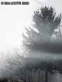 Brume-dans-les-arbres-20120822173436.jpg