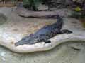 Crocodile-20120823014138.jpg