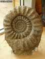 Fossiles-de-coquillages-20120822213137.jpg