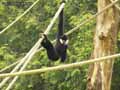 Gibbon-20120822235255.jpg