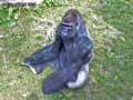 Gorille-20120823000422.jpg