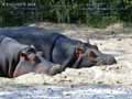 Hippopotame-20120823000350.jpg