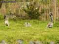 Lemur-catta-20120822232022.jpg