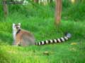 Lemur-catta-20120823002057.jpg