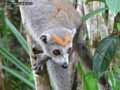 Lemur-couronne-20120823002040.jpg