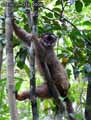 Lemur-fulvus-20120823001623.jpg