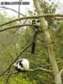 Lemur-maki-vari-noir-et-blanc-20120822235656.jpg
