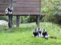 Lemur-maki-vari-noir-et-blanc-20120823002257.jpg