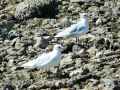 Mouettes-rieuses-20131020193030.jpg