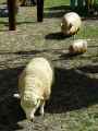 Moutons-et-cochons-en-bois-20130427220831.jpg