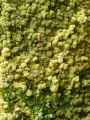 Mur-de-lichens-20131020221718.jpg