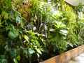 Mur-vegetal-tropical-20130709200315.jpg