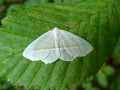 Papillon-de-nuit-blanc-20120916180316.jpg