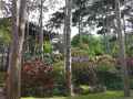 Pinede-aux-rhododendrons-a-Vincennes-20130709131530.jpg