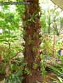 Poteau-habille-de-plantes-epiphytes-20120822170226.jpg