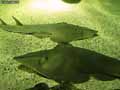 Requin-a-ailes-d-ange-20120822230310.jpg
