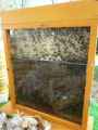 Ruche-d-abeilles-domestiques-20130427220922.jpg