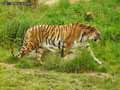 Tigre-du-bengale-20120822232049.jpg