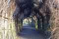 Tunnel-de-plantes-grimpantes-20131020213003.jpg