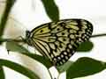 chenilles-papillons-100.jpg
