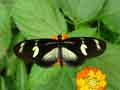 chenilles-papillons-103.jpg