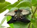 chenilles-papillons-107.jpg