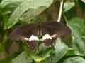 chenilles-papillons-113.jpg
