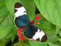 chenilles-papillons-117.jpg
