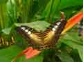 chenilles-papillons-122.jpg