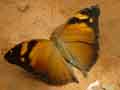 chenilles-papillons-123.jpg
