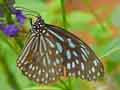 chenilles-papillons-124.jpg