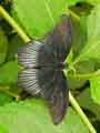 chenilles-papillons-138.jpg