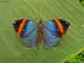 chenilles-papillons-140.jpg