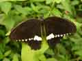 chenilles-papillons-141.jpg