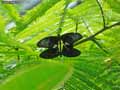 chenilles-papillons-4.jpg