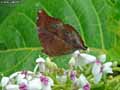 chenilles-papillons-7.jpg