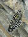 chenilles-papillons-9.jpg