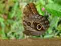 chenilles-papillons-91.jpg