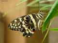 chenilles-papillons-95.jpg