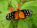 chenilles-papillons-98.jpg