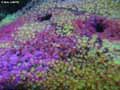 coraux-anemones-12.jpg