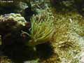 coraux-anemones-15.jpg