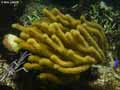 coraux-anemones-16.jpg