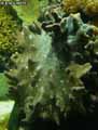 coraux-anemones-17.jpg